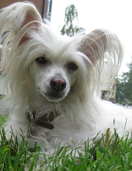 Serine Fionadatter  Avrina