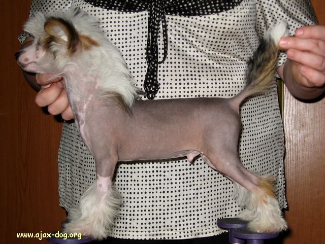 Chertenok iz Jablonevogo Sada