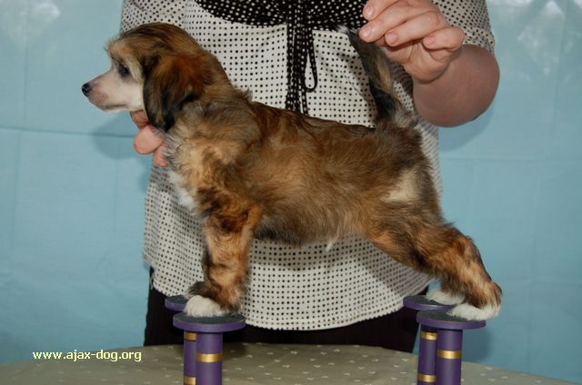 Challenger iz Jablonevogo Sada