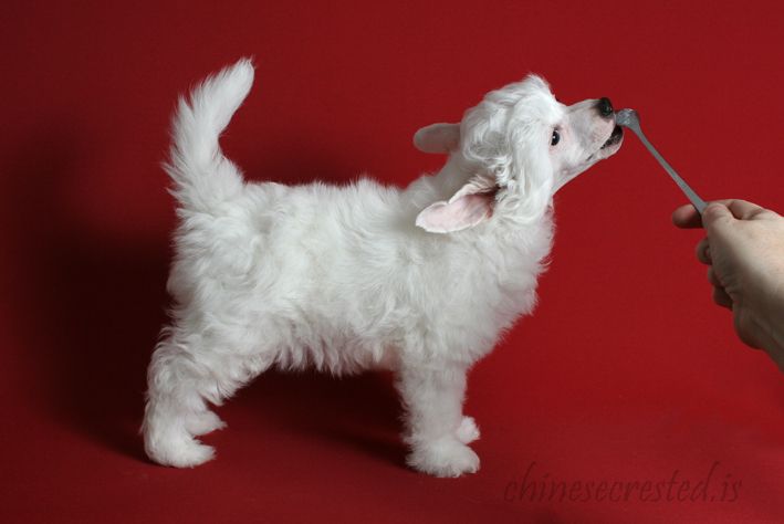 Practical Hero Beethoven Arrived