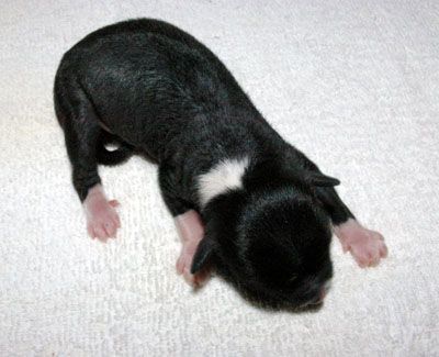 Oriental Jokes Dhahran