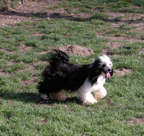 Oriental Jokes D'Al Qasr