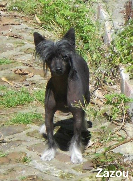 Oriental Jokes Dance Ivory Zouglou