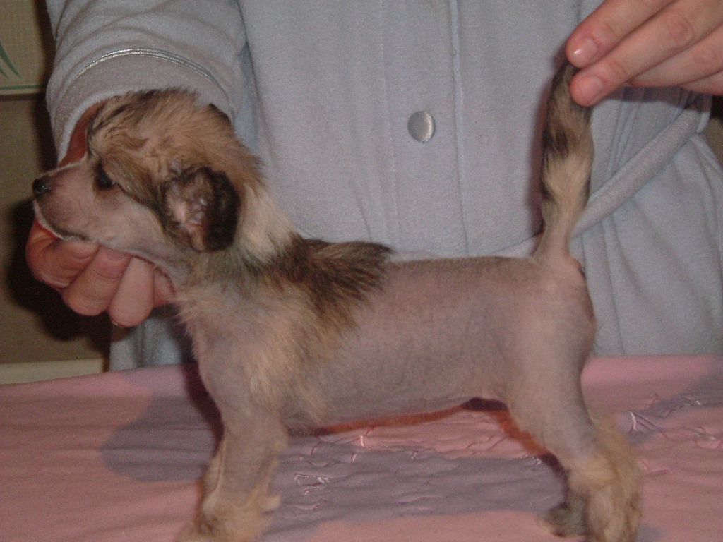 Lacdee Miss Chevious Molly