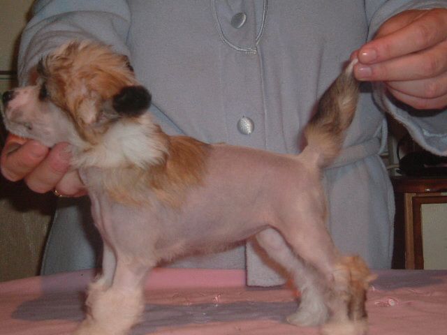 Lacdee Whatever it Takes