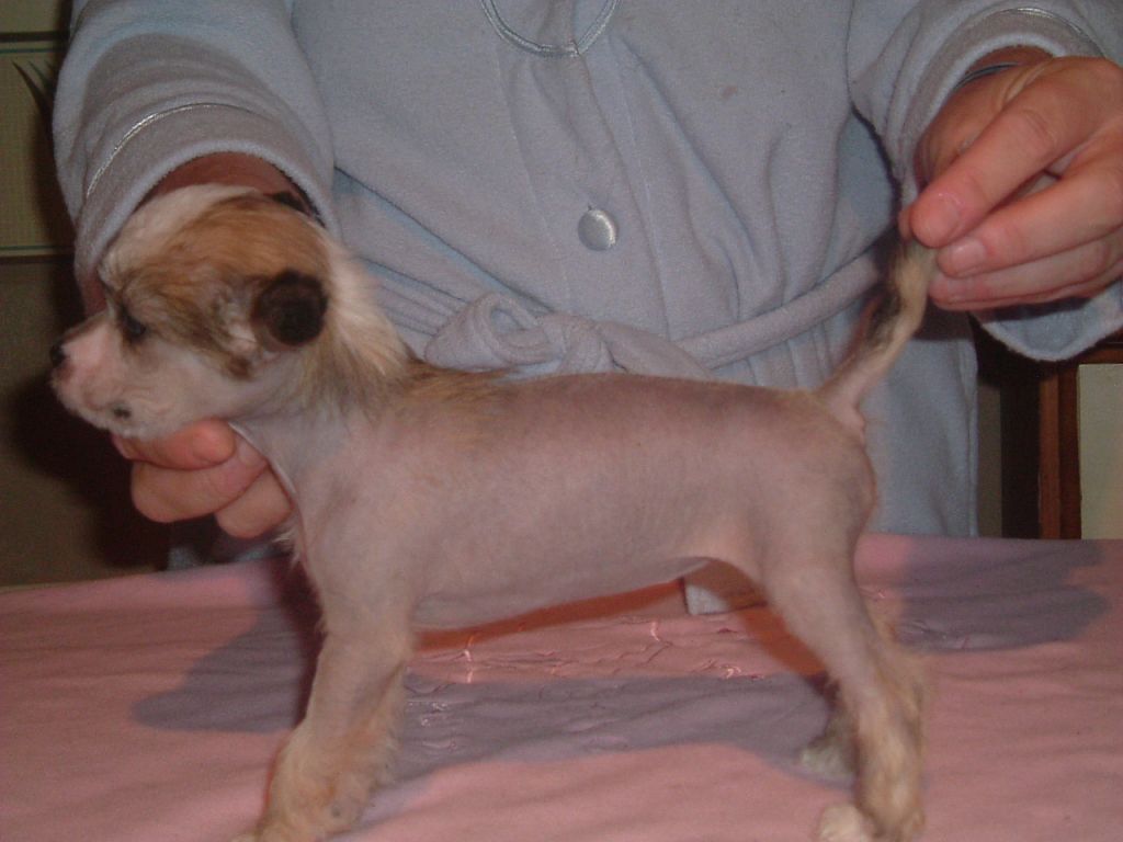 Lacdee Princess Daisy Rose