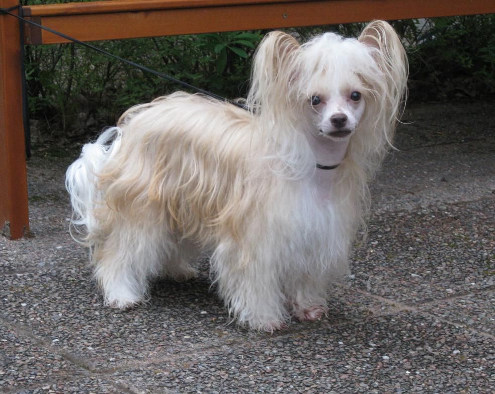 Ridgecrest's Classy Girl