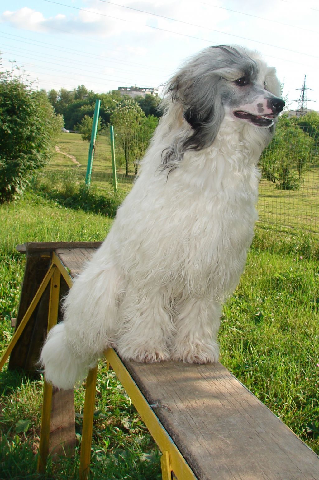 Olegro Katrin Intensive Runner