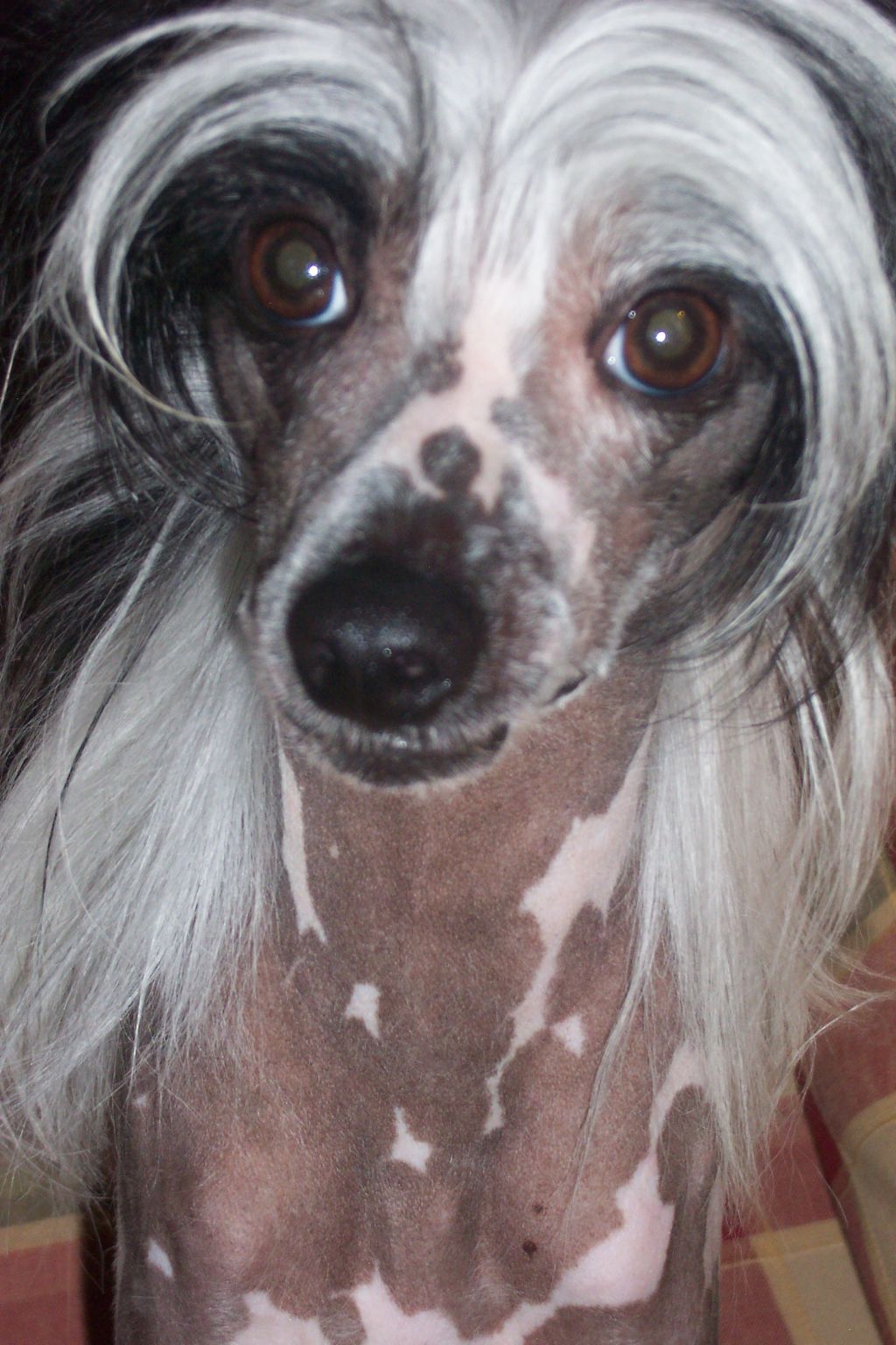 Silver Bluff Pepe La Fonzarele