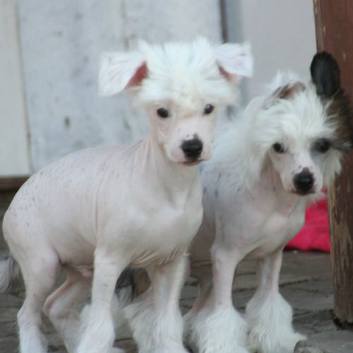 K9Madness Capture Perfect