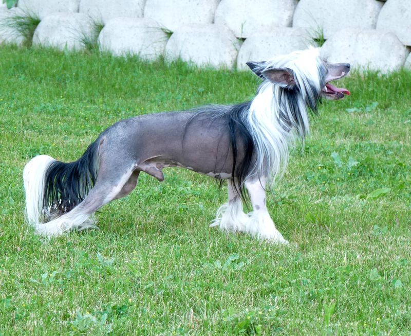 Fundoklia-Völgyi Kaszanics Agressor