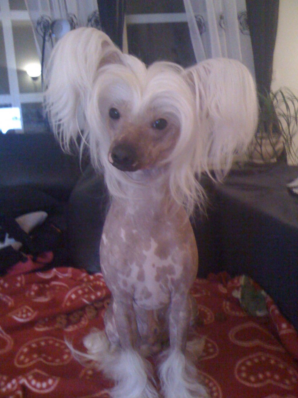 Sørås-Siden's China Boy