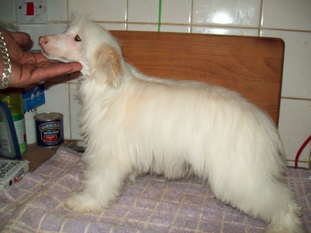 Doucai's Star Who Shines Now At Cazianik