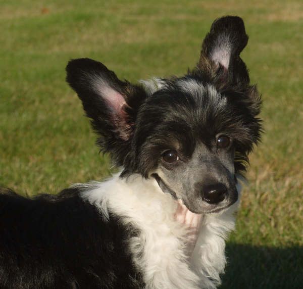 Chineseblue's Just A Dream