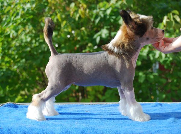 Chineseblue's Just My Style