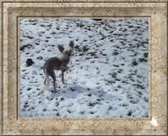 Jazzen Magan Moon Fairy Of Pers