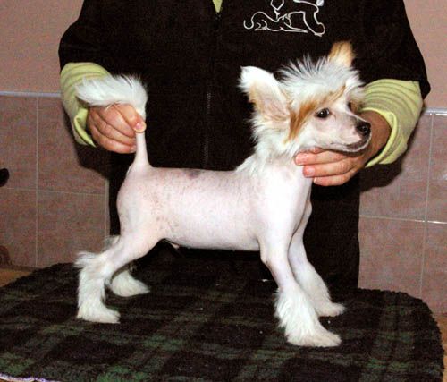 Oriental Jokes Duncan