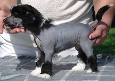 Topgrade Will To Please 