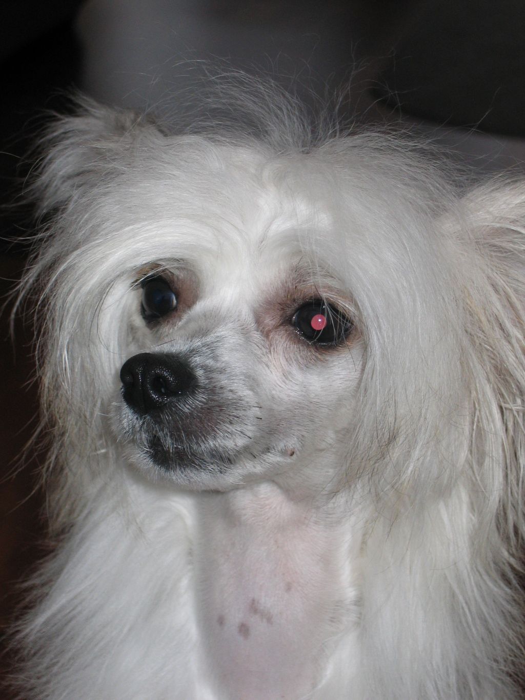 Cipracrest's Finders Keepers