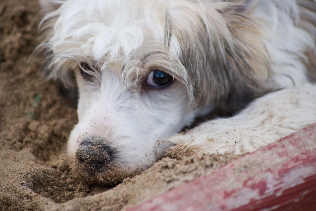 Gizas Take Me To Lanai