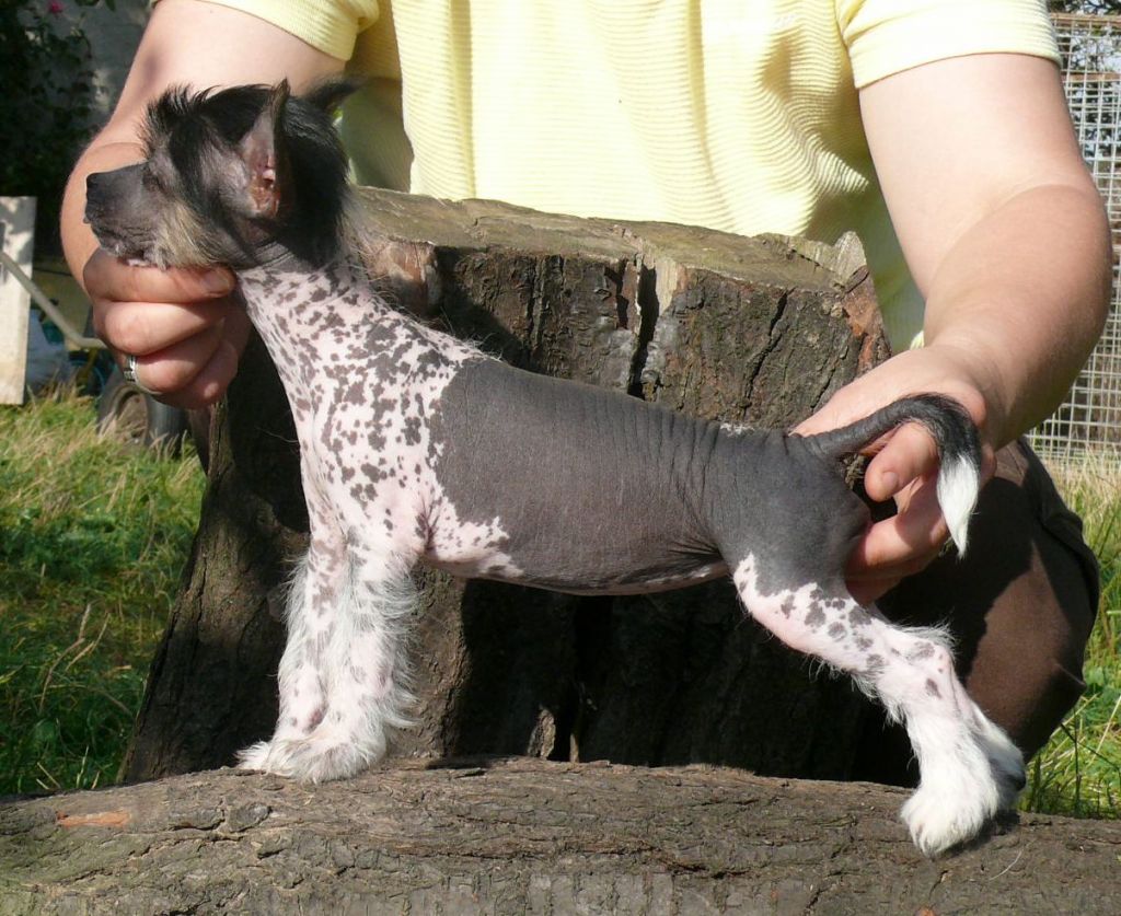 Georginia Fray Dwie Tecze