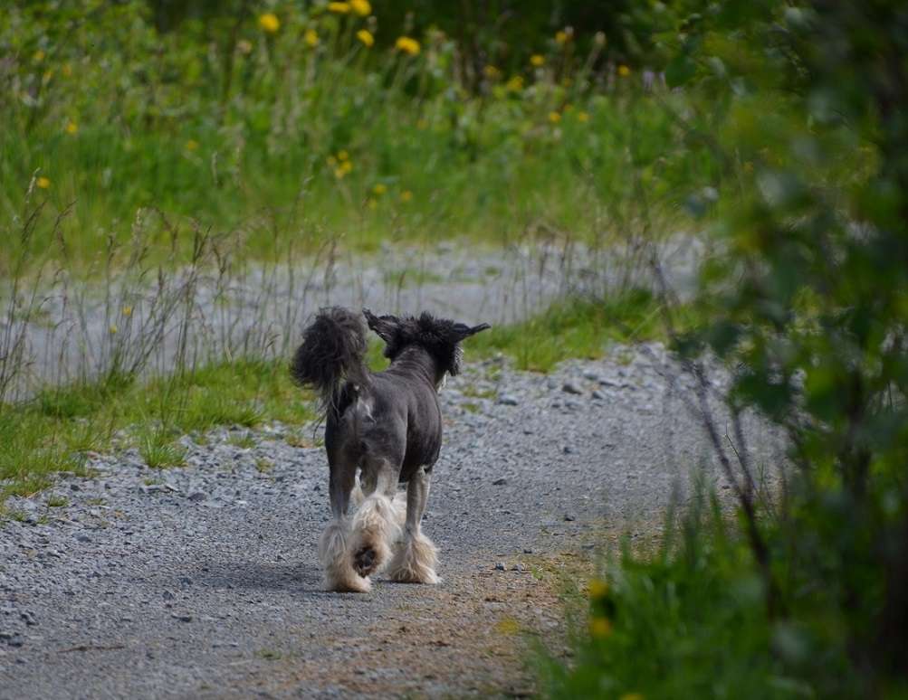 Koynaur's Good Damn I'm Hot