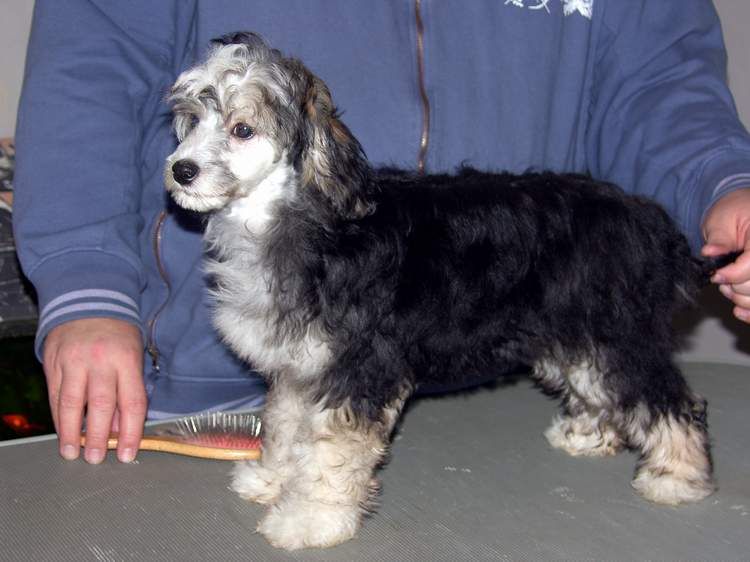 Koynaur's Gosh I'm georgeous