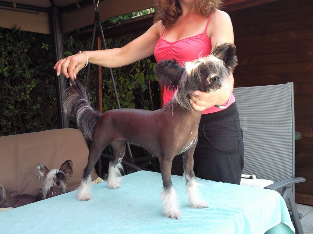 Euphoria von Shinbashi