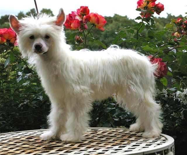 Brocade von Shinbashi