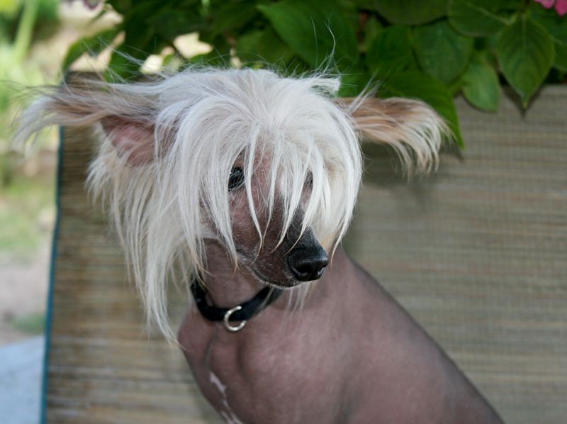 Sasquehanna (FCI) Sarenka