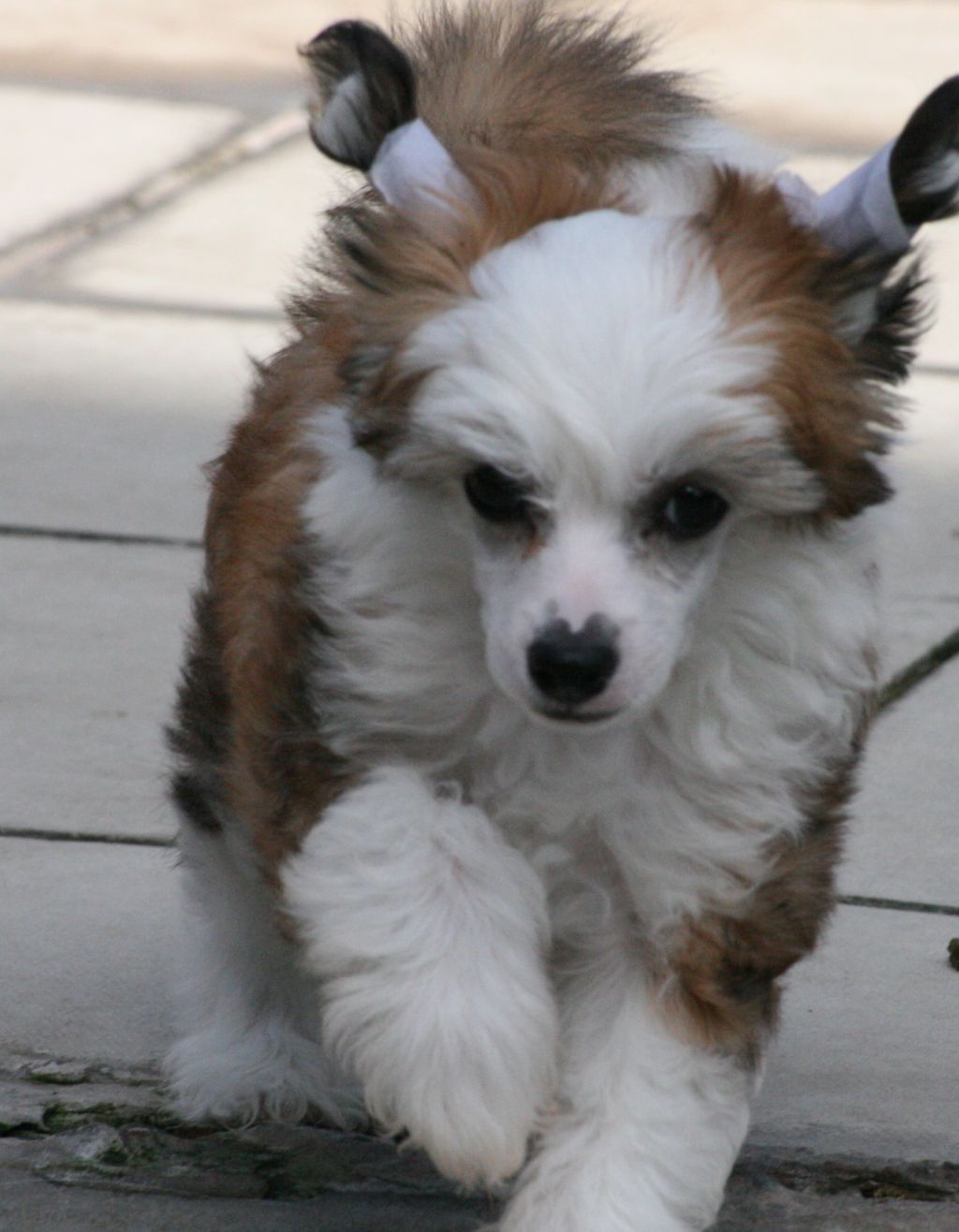 Jofrankie First Son Of Odin