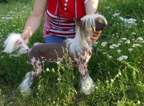 Olegro Katrin Sabrina