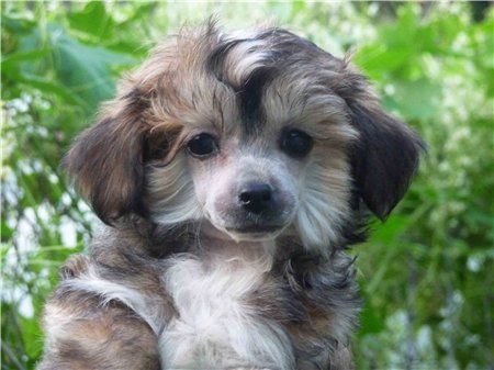 Olegro Katrin Imperatrica