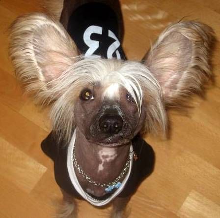 Inya Dreams Don't Try This at Home