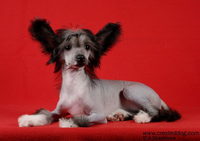 Angel Look Indian Summer