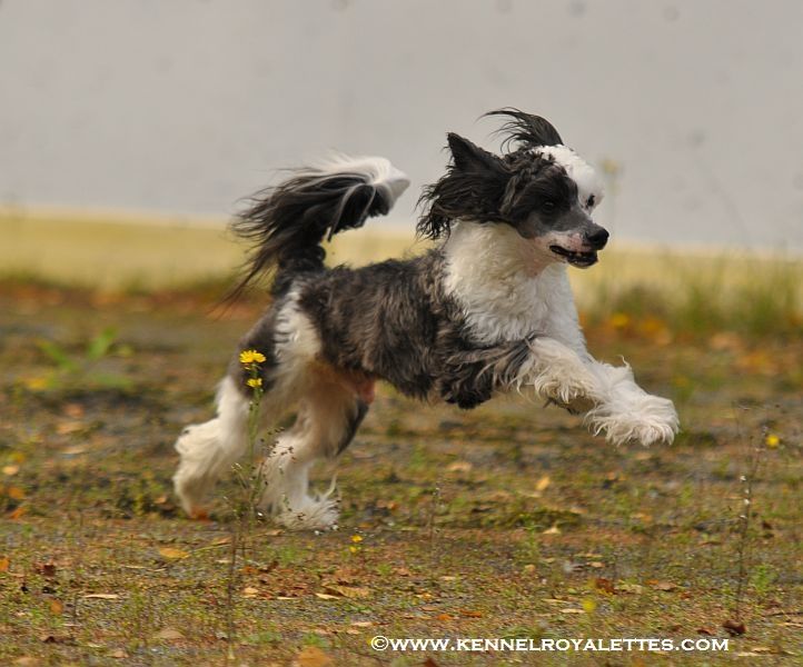 Angel Look Illusionist