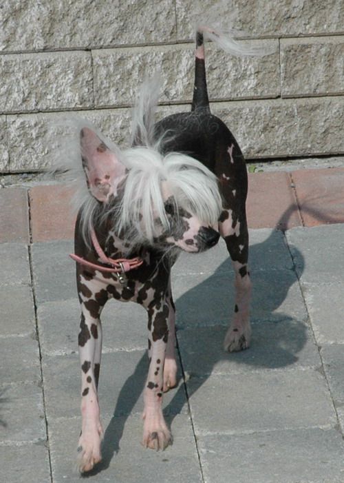 Nu Poil's Ripley's Believe It