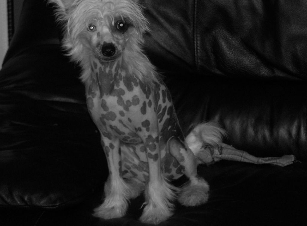 Princess Sisi Crested Hhl