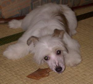 Mayu Treasures Jp Cocochanel-Sonia