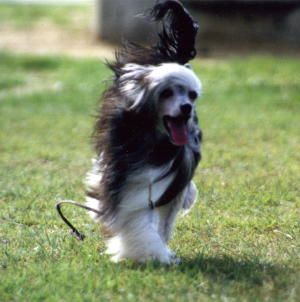 Tamarlane's My Treasure To Mayu