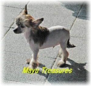 Mayu Treasures Jp Resplendent