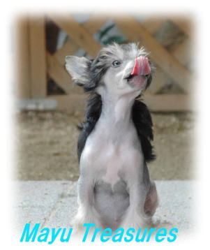 Mayu Treasures Jp Ramses