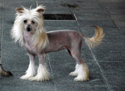 Mayu Treasures Jp Without You