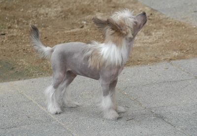 Mayu Treasures Jp Xanadu Lady