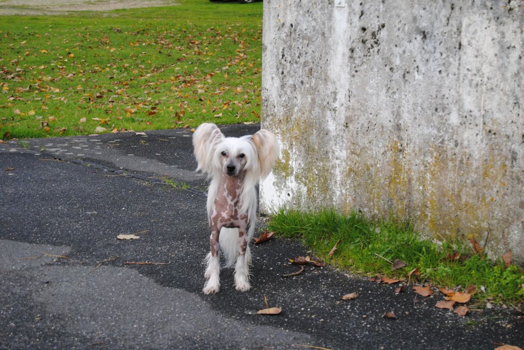 Oriental Jokes Darwin