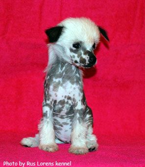 Rus Lorens Little Charming