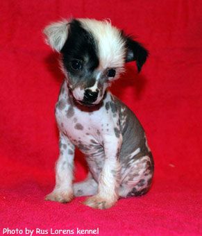 Rus Lorens Light In The Night