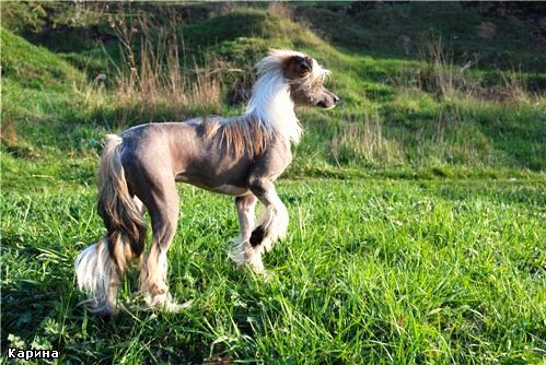 Solo Carina Minodora