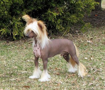 Altair's West Coast Swing