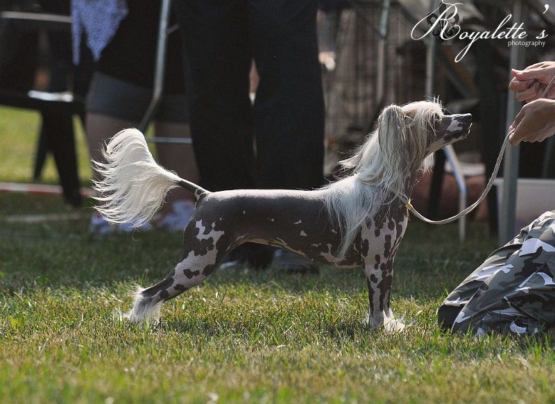 Kuutarhan Jääkukka